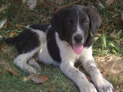 Έχει ανάγκη άμεσα από ένα σπίτι