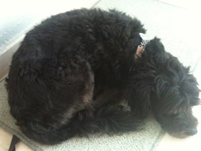 Βρέθηκε στου Παπάγου και ψάχνει για σπιτάκι