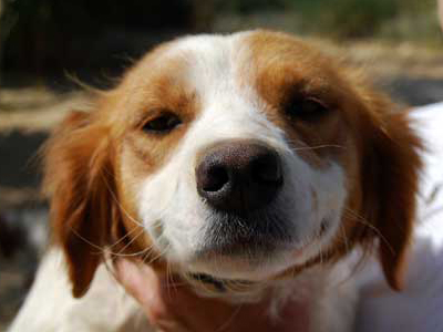 Χαρίζεται θηλυκό epagneul breton