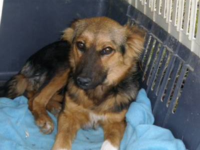 Ψάχνει οικογένεια