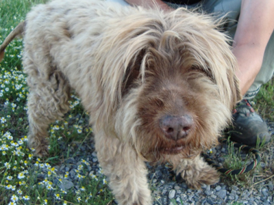 Βρέθηκε γκριφονάκι στη Θεσσαλονίκη