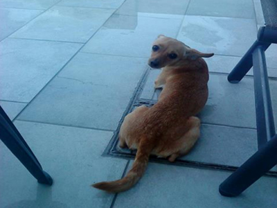 Χάθηκε σκυλίτσα