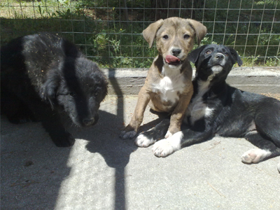 Σκυλάκια αναζητούν σπιτάκι