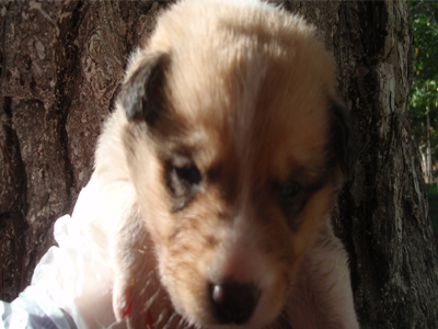 Η Suerte ζητεί σπιτάκι