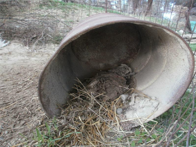 Νέο περιστατικό κακοποίησης ζώου στην Κρήτη