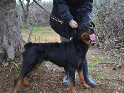 Μια οικογένεια για τη Mamba