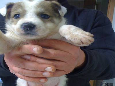 Xαρίζεται κουταβάκι