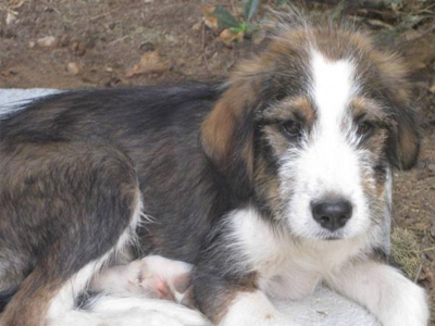 Βρέθηκε κουταβάκι στα Βριλήσσια