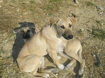 Σκυλάκια αναζητούν σπίτι