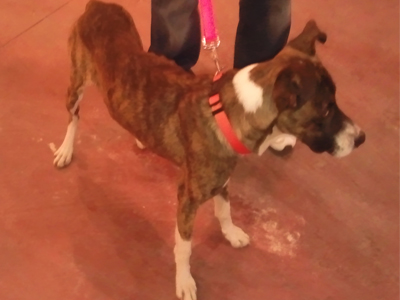 Βρέθηκε σκυλάκι