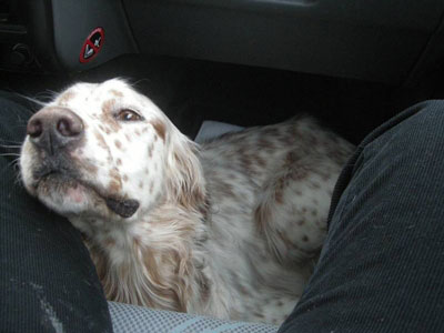 Ο φανταστικός Steve αναζητά τη δική του οικογένεια