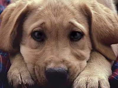 Αίσια έκβαση για το κυνοκομείο της Ρόδου