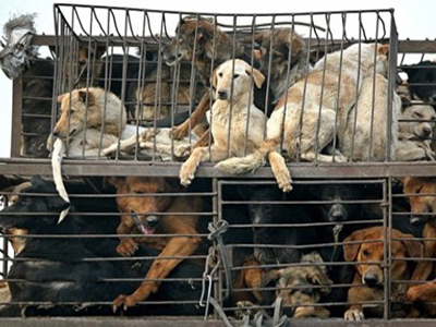 Αρπάζουν σκυλιά για να τα φάνε!