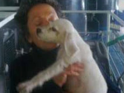 Απίστευτο! Εγκατέλειψαν σκύλο στο πλοίο Αριάδνη και «ταξιδεύει» μέρες