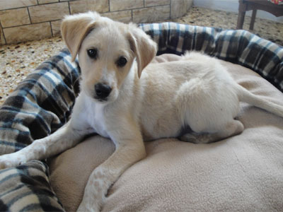 Ο Φάτσας σου κλέβει την καρδιά!