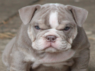 ΗΠΑ: Περίεργη υπόθεση με σκύλο που πυροβόλησε το αφεντικό του