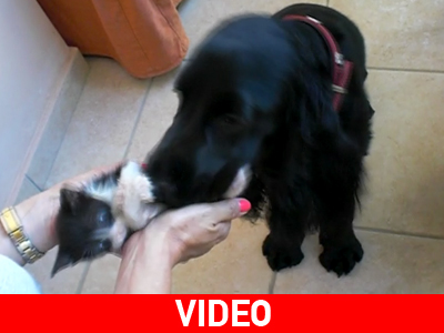 Σχέσεις στοργής