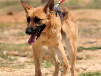 Χαρίζεται λυκοσκυλίνα