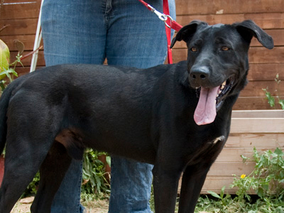 Ο Ρομέο ψάχνει σπίτι!