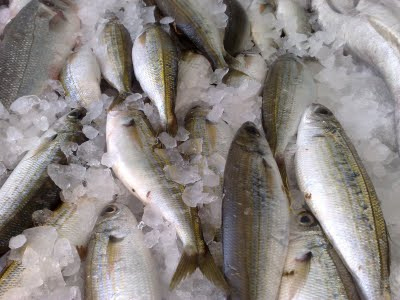 Κατάσχεση αλιευμάτων στην Κάλυμνο