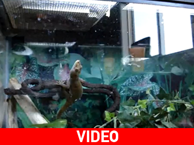 Άνοιξε η όρεξη και έγινε ακροβάτης! Άνοιξε η όρεξη και έγινε ακροβάτης!