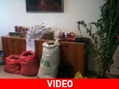 Εκριζώθηκαν δενδρύλλια κάνναβης στο Αστρίτσι Κρήτης