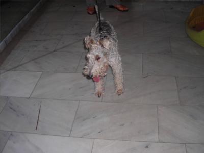 Ποιος ψάχνει αυτό το γλυκό σκυλάκι;