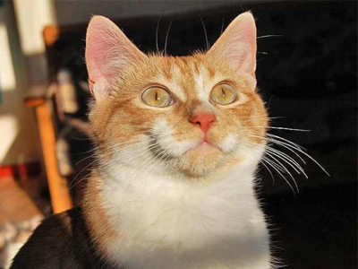 Χαρίζεται ξανθός γατούλης σκέτη γλύκα!