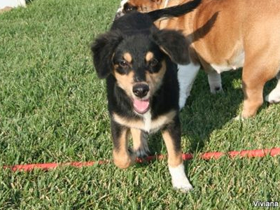 H παιχνιδιάρα Σούκι αναζητεί οικογένεια