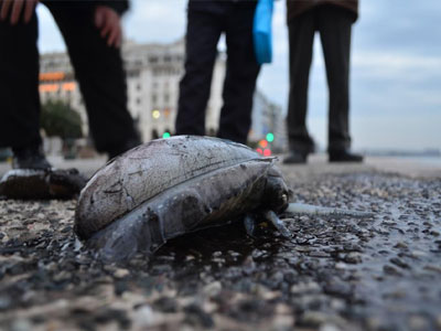 Πάμε για σουπιές στον… Θερμαϊκό!