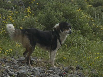 Χάθηκε ο Σπάρος