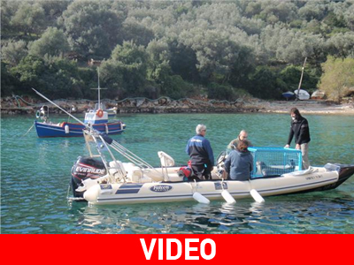 Η Νεφέλη κολυμπάει ελεύθερη πλέον στη θάλασσα των Σποράδων