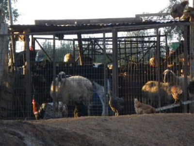 Έκρυβε ναρκωτικά στο ποιμνιοστάσιό του