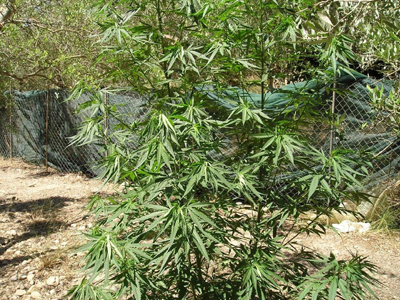 Έκρυβε το χασίς στη στάνη του…