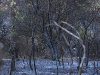 Στάχτη 6 εκατ. στρέμματα σε 10 χρόνια