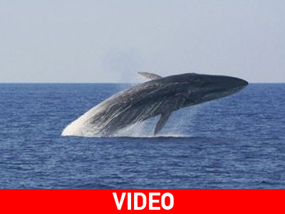 Φάλαινα εγκλωβίστηκε στον Κορινθιακό