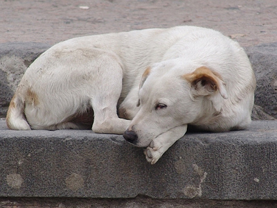 Διαμαρτύρονται για την κακοποίηση των ζώων