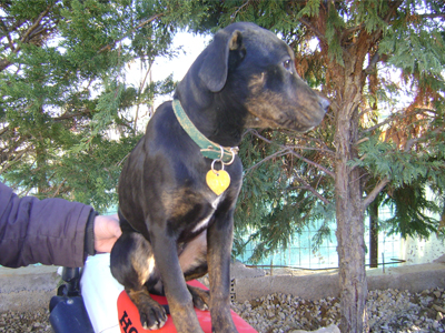 Χαρίζεται η μικρόσωμη Συλβί