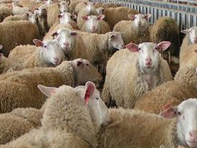 Συνελήφθη 53χρονος για ζωοκλοπή