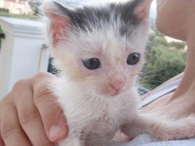 Χαρίζεται ο Συννεφούλης