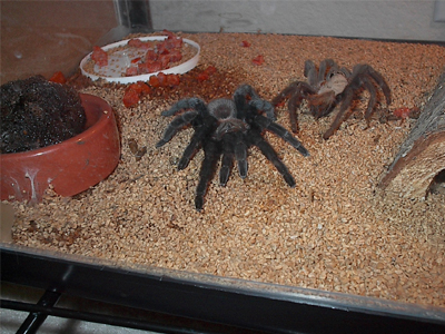 Προσοχή στις ταραντούλες!