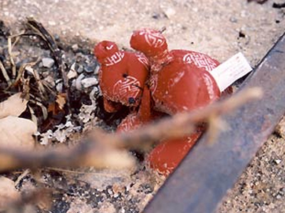Σκότωσε 9χρονη για να δει… πώς είναι