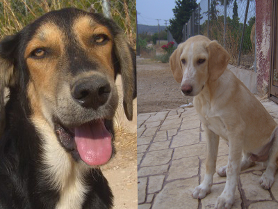 Χαρίζονται σκυλάκια