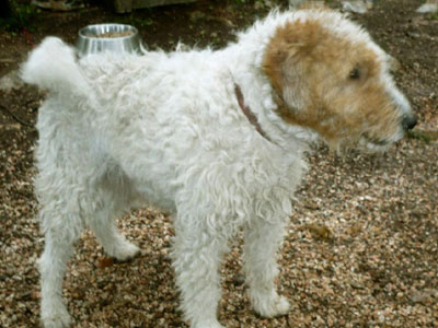 Βρέθηκε θηλυκό Βedlington Τerrier