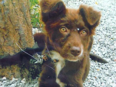 Τέτυ αγνοείται