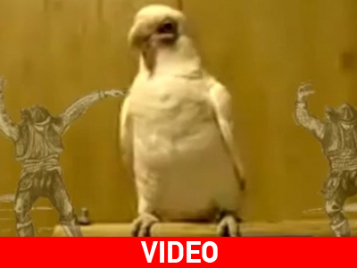 Παπαγάλος ξεφαντώνει με ποντιακά τραγούδια