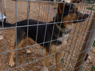 Δίνεται για υιοθεσία ο Θεόφιλος