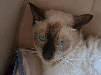 Χαρίζεται ο Θεοχάρης