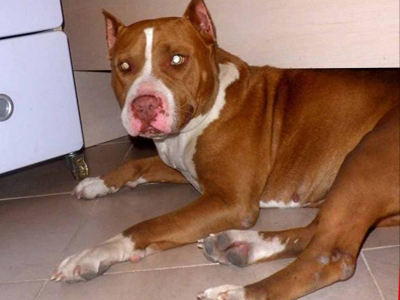 Μήπως χάσατε ένα θηλυκό πίτμπουλ;