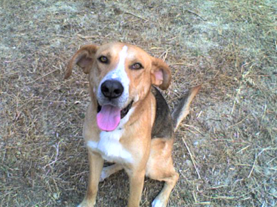 Χάθηκε στα Πετράλωνα και τον αναζητούν